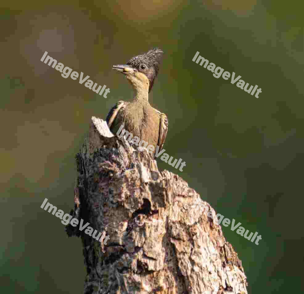 Heart spotted woodpecker